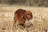 SETTER IRLANDAIS 531